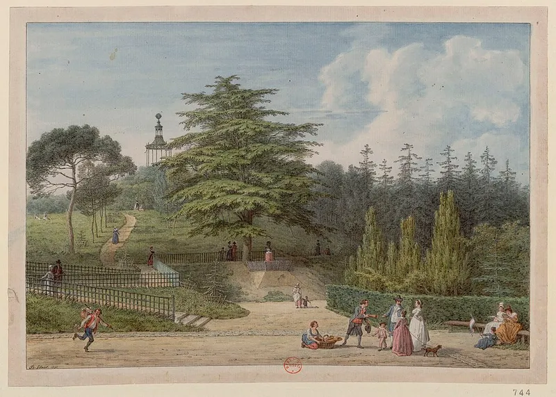 Cèdre de Jussieu et platane de Buffon