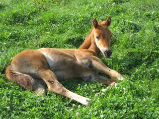 Poulain