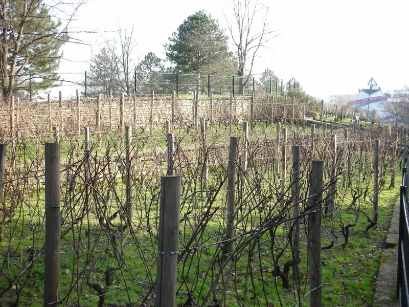 Parc Georges Brassens Vigne