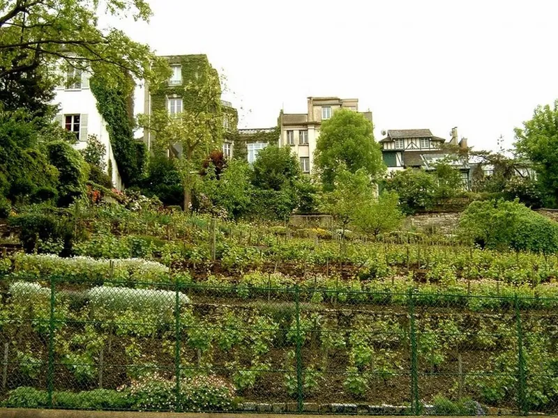 La vigne du Clos Montmartre